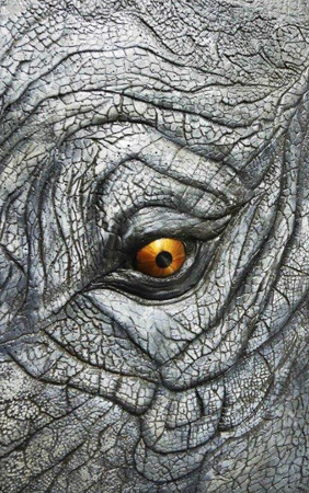 Oko słonia, beton